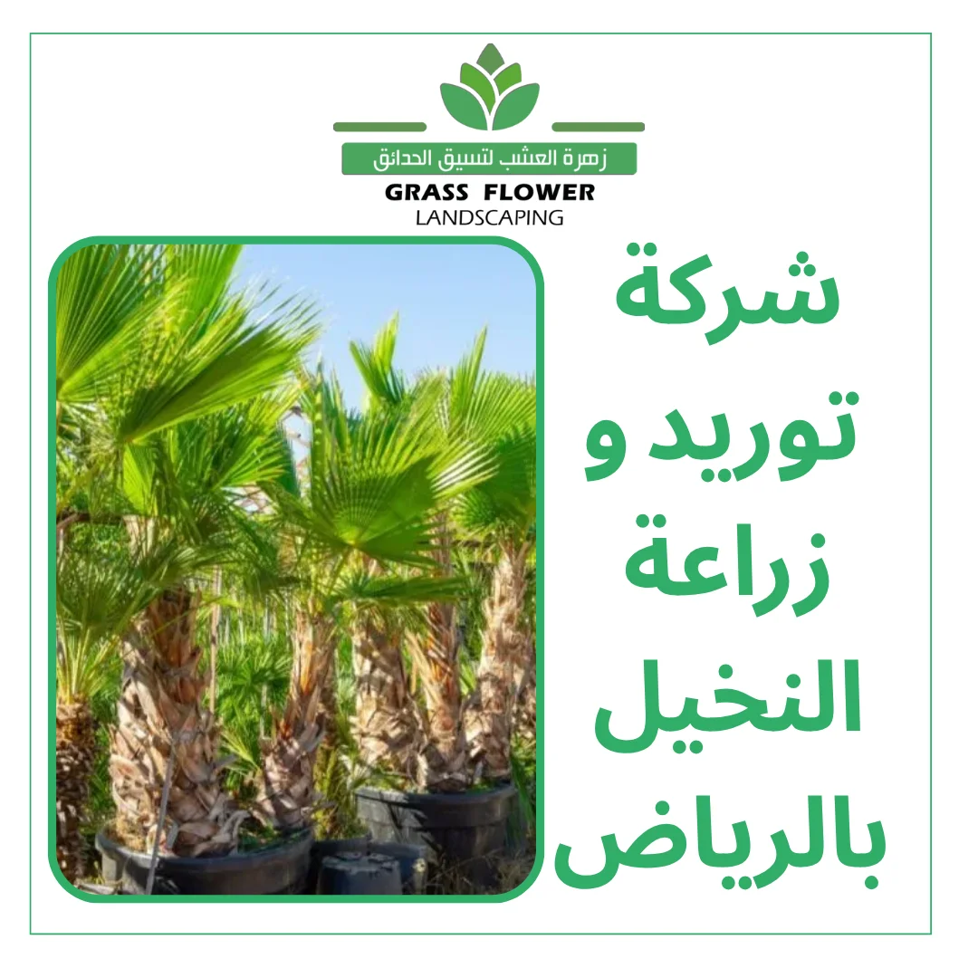 أرقام شركات توريد وزراعة النخيل بالرياض