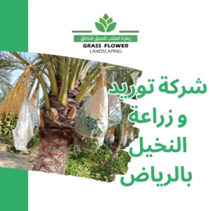 أرقام شركات توريد وزراعة النخيل بالرياض
