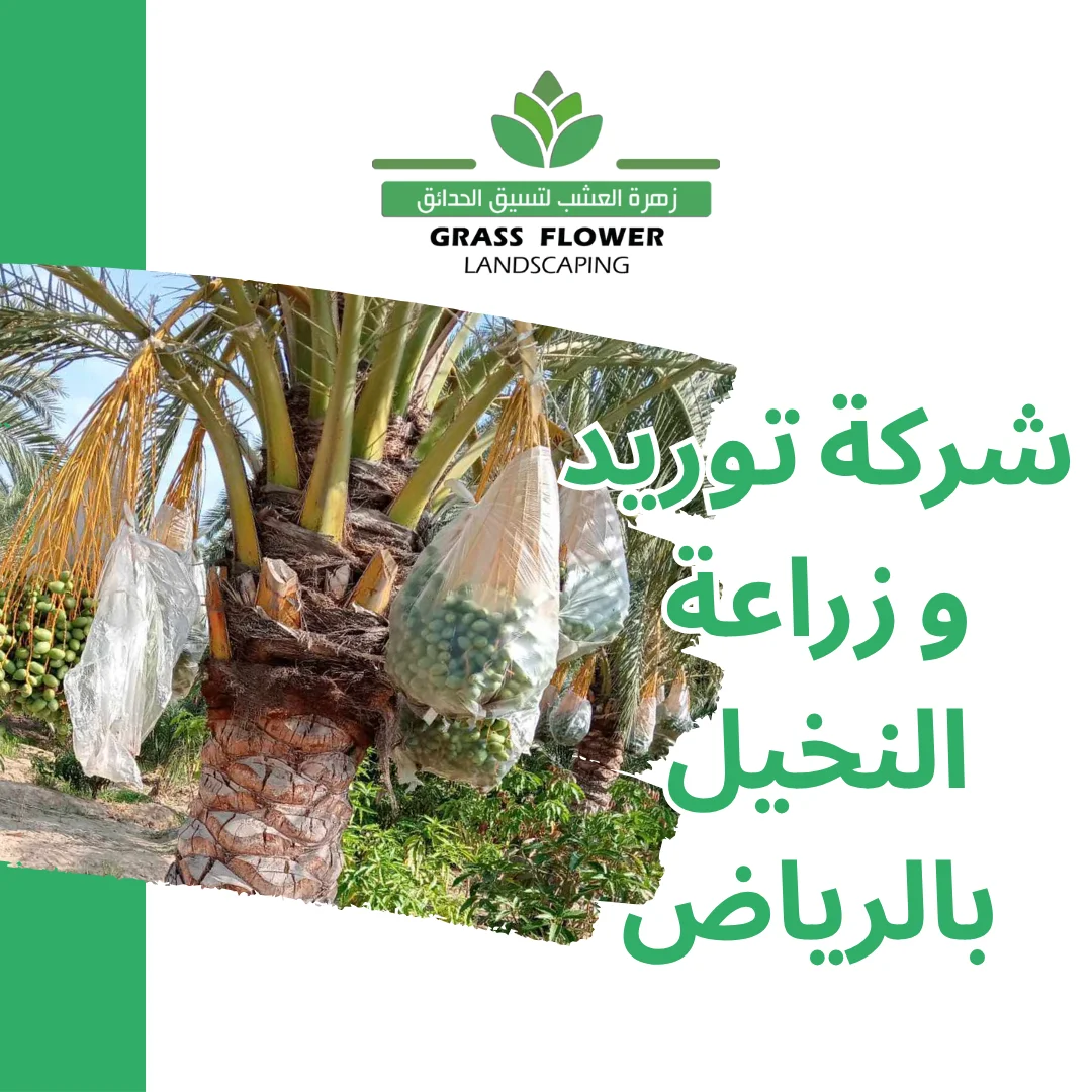 أرقام شركات توريد وزراعة النخيل بالرياض