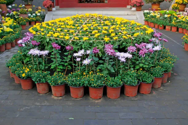 تنسيق ورد وازهار