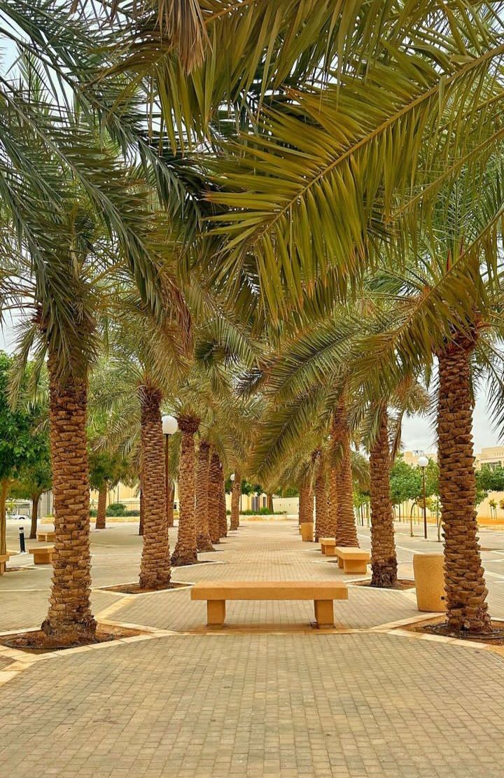زراعة وتكريب النخيل